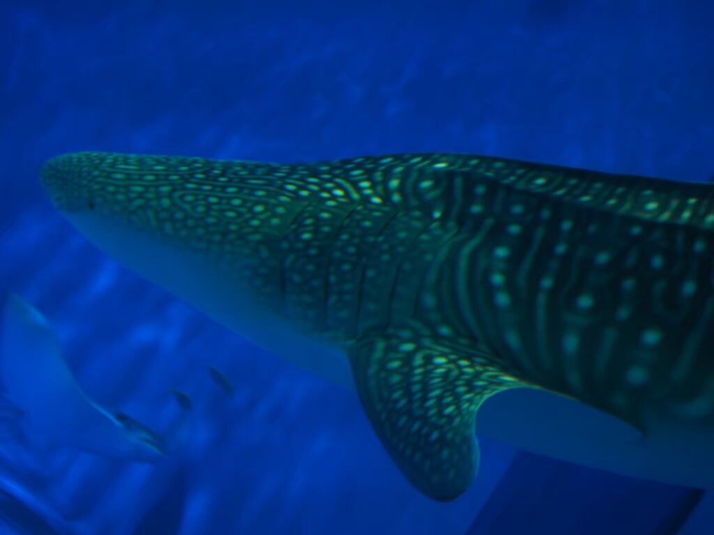 濃いブルーの水槽をゆっくりと進む、巨大なジンベエザメ「ユウユウ」の迫力ある姿