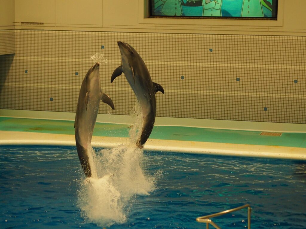 イルカショーのクライマックスで、水しぶきを上げながら見事なシンクロジャンプを見せる2頭のイルカ。
