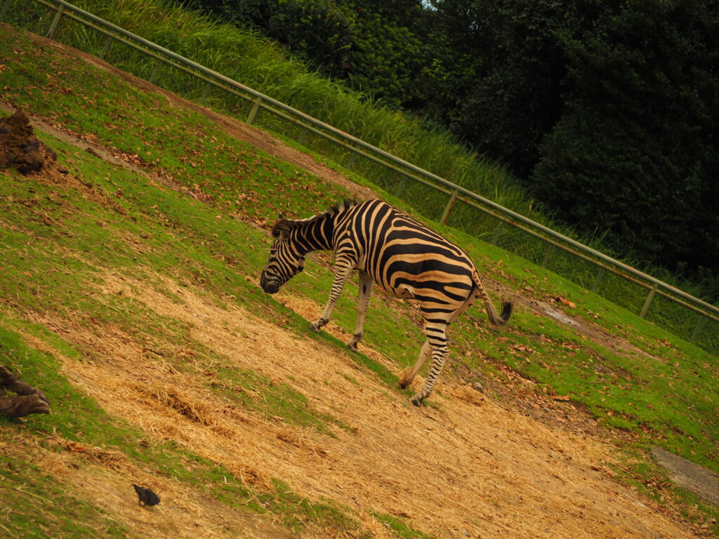 平川動物公園の広々とした展示場で、歩いているシマウマ。