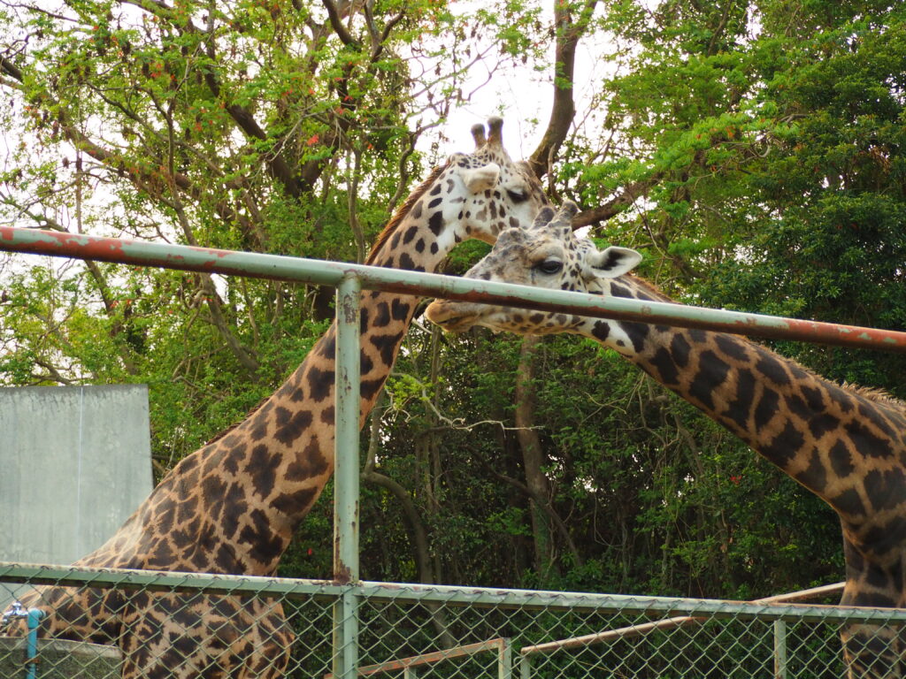 園内の柵越しに、仲良く並んで首を伸ばす2頭のキリン。